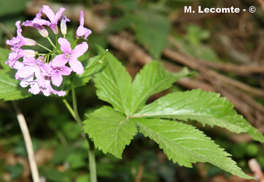 Cardamine pentaphyllos (cardamine à cinq feuilles)